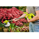 Coupe-bordure sans fil Ryobi ONE+ RY18LT23A-0